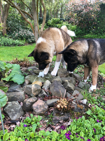 Wie zijn Bing & Diamond - De gezichten achter BLESCD