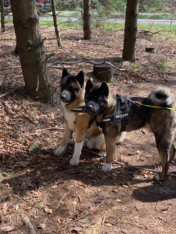 🇺🇸 American Akita: Geen Hond voor Beginners / En Wie Het Wél Kiest