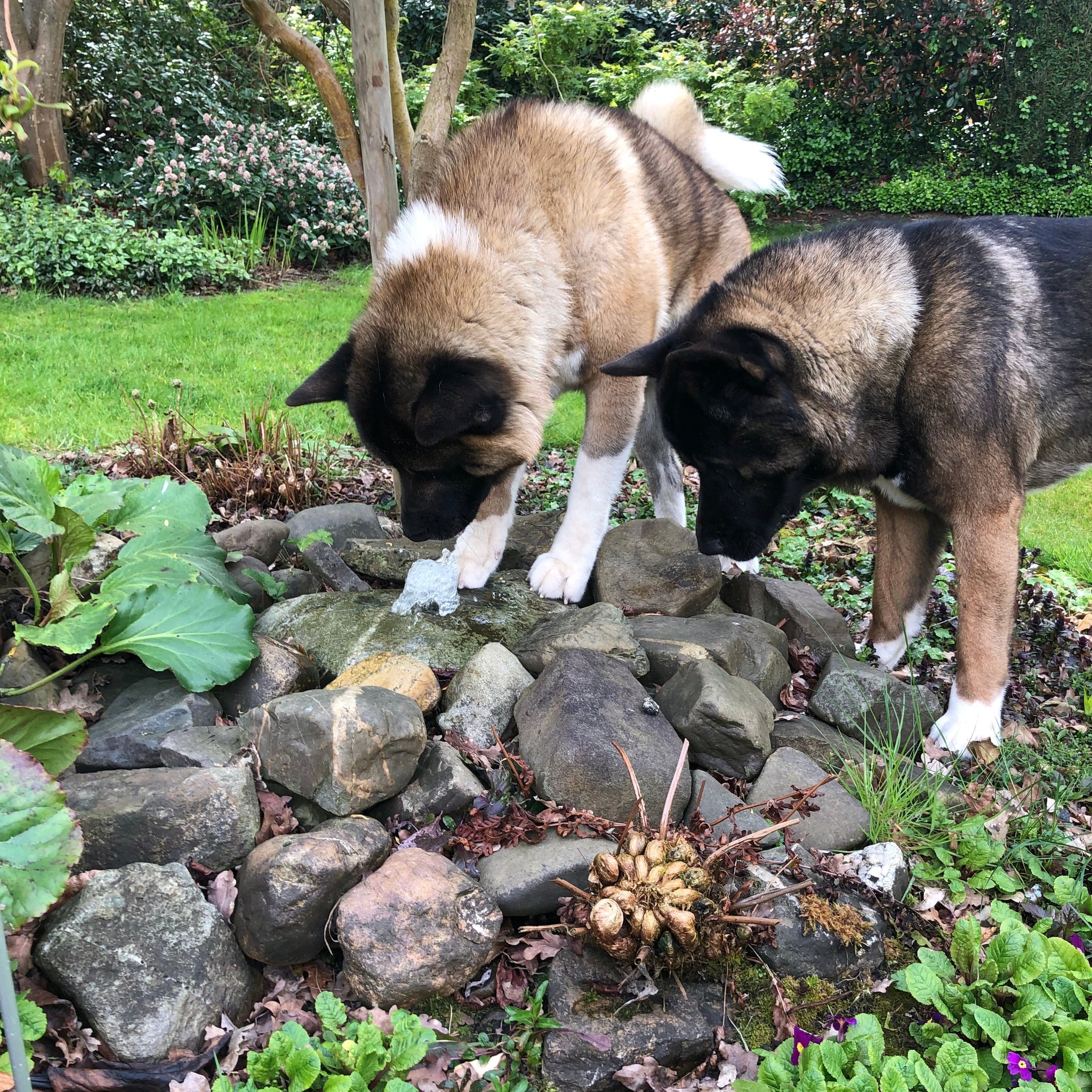 Wie zijn Bing & Diamond - De gezichten achter BLESCD