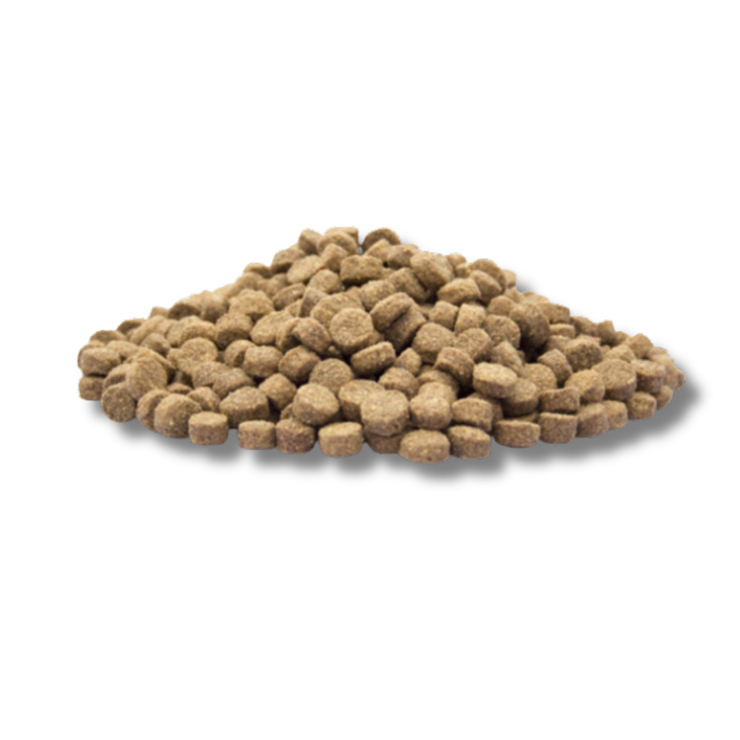 🌱 BLESCD Vega – Cold-Pressed Insect Protein Dog Food